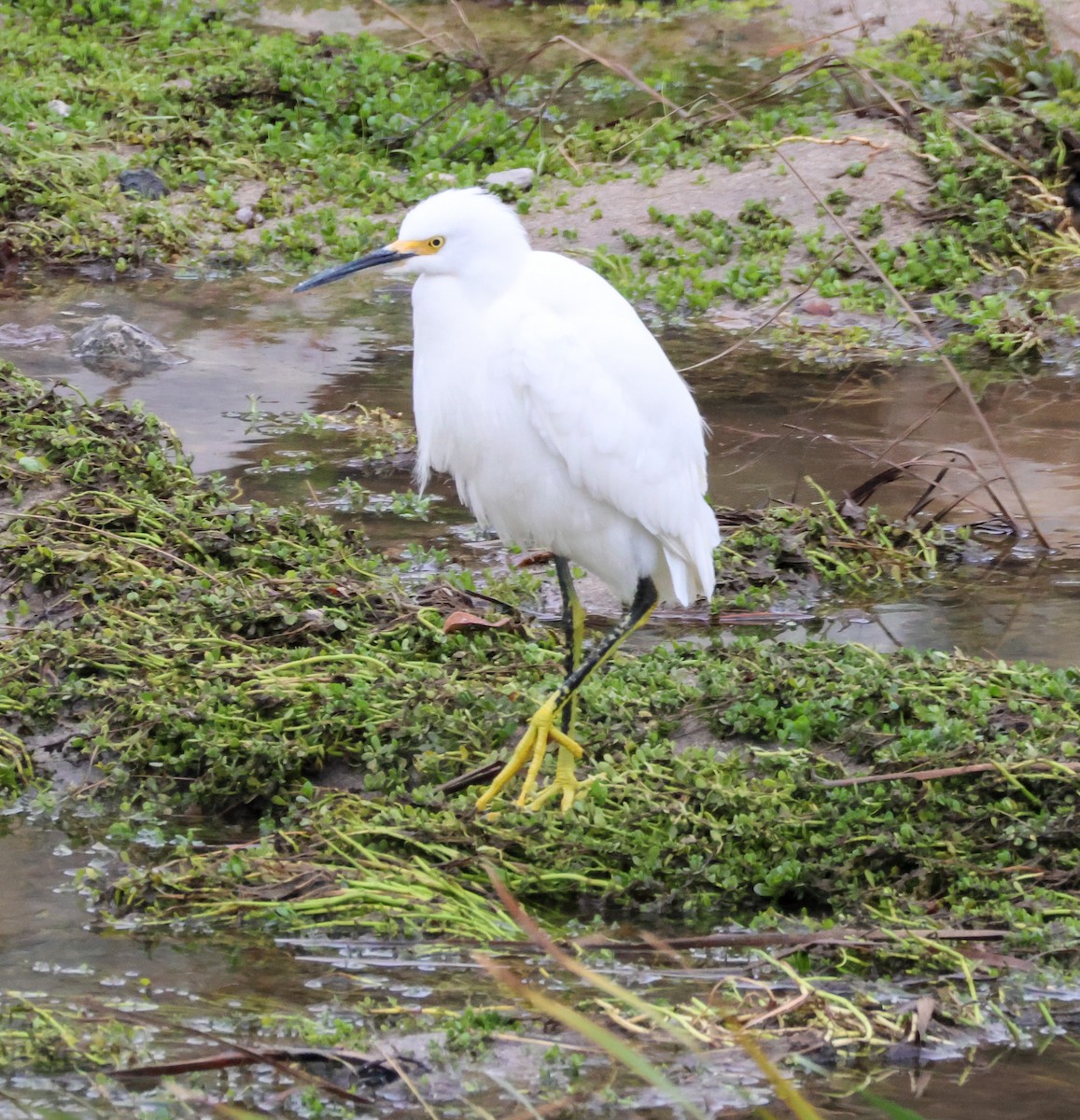 Snowy Egret - ML645676823