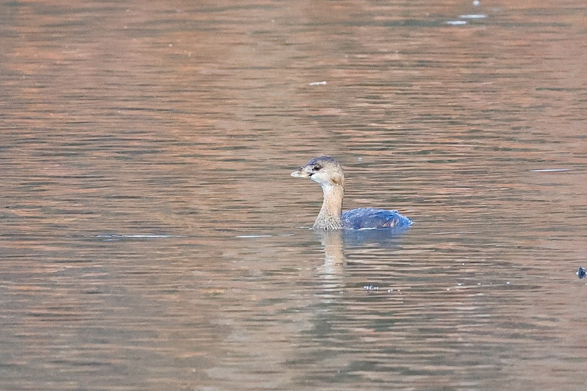 Pied-billed Grebe - ML645676824