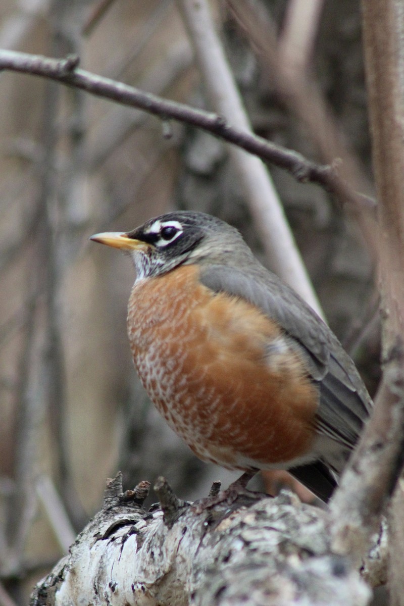American Robin - ML645676828