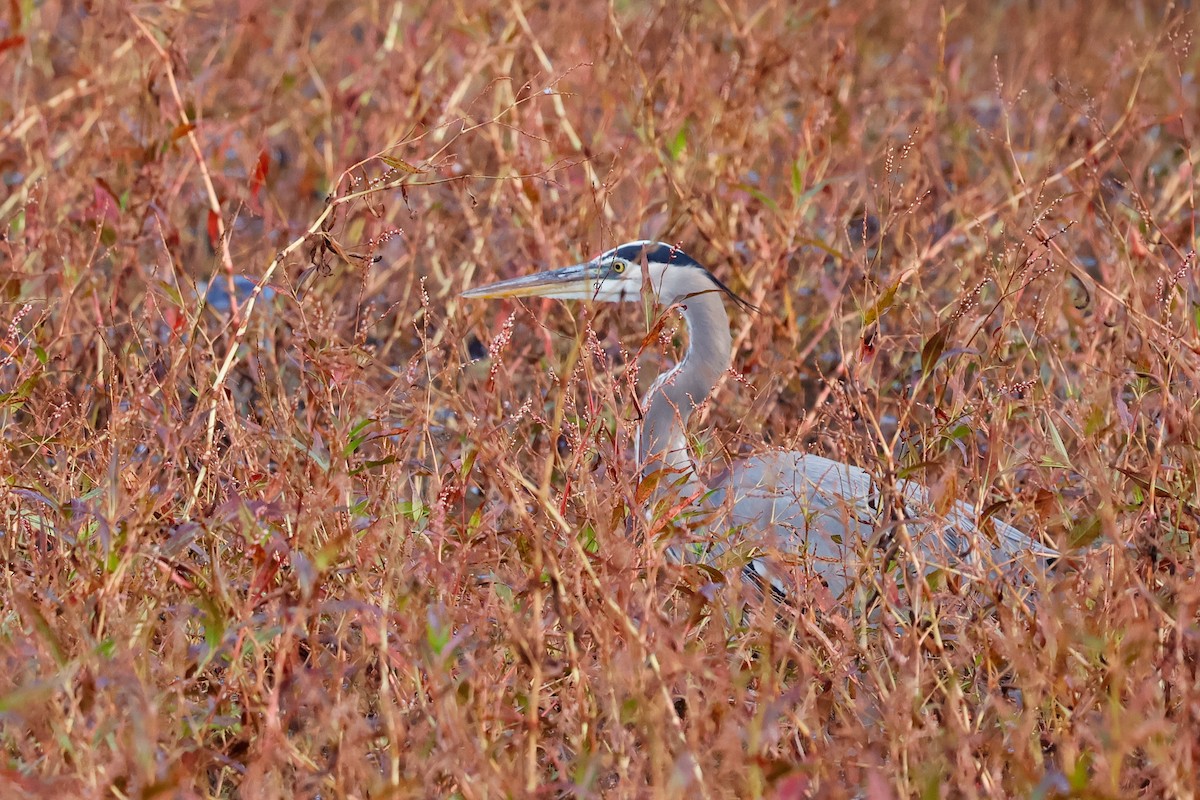 Great Blue Heron - ML645676829