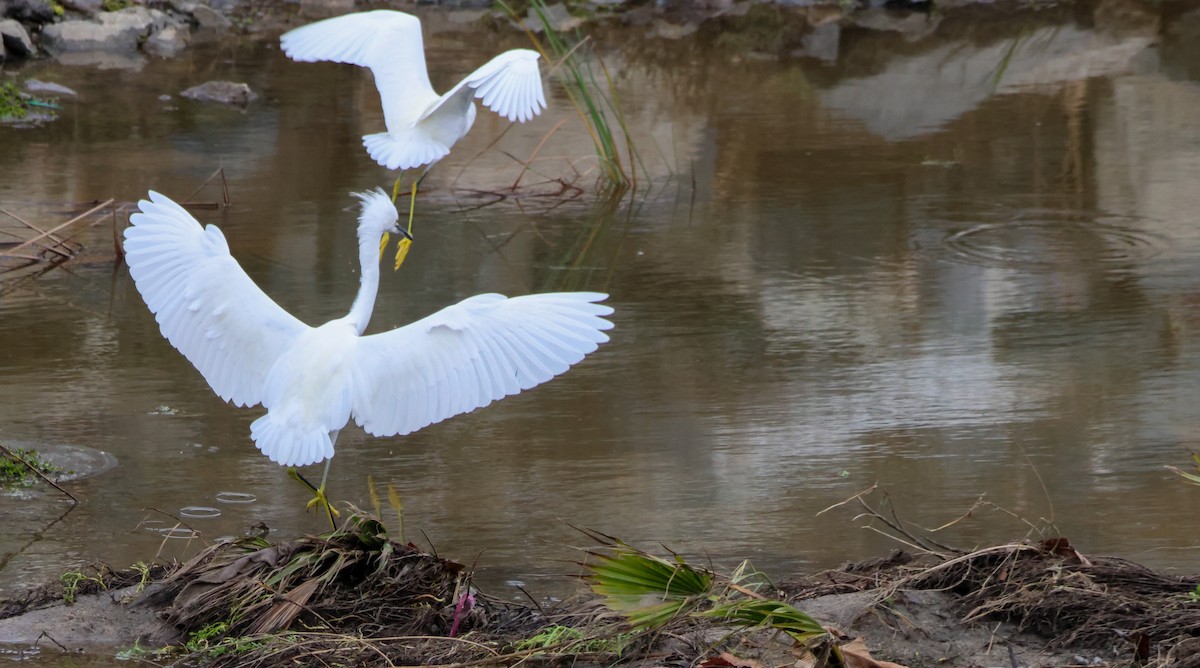 Snowy Egret - ML645676830