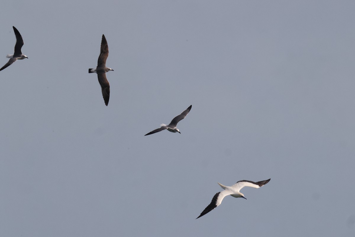 סולה אדומת-רגל - ML645676831