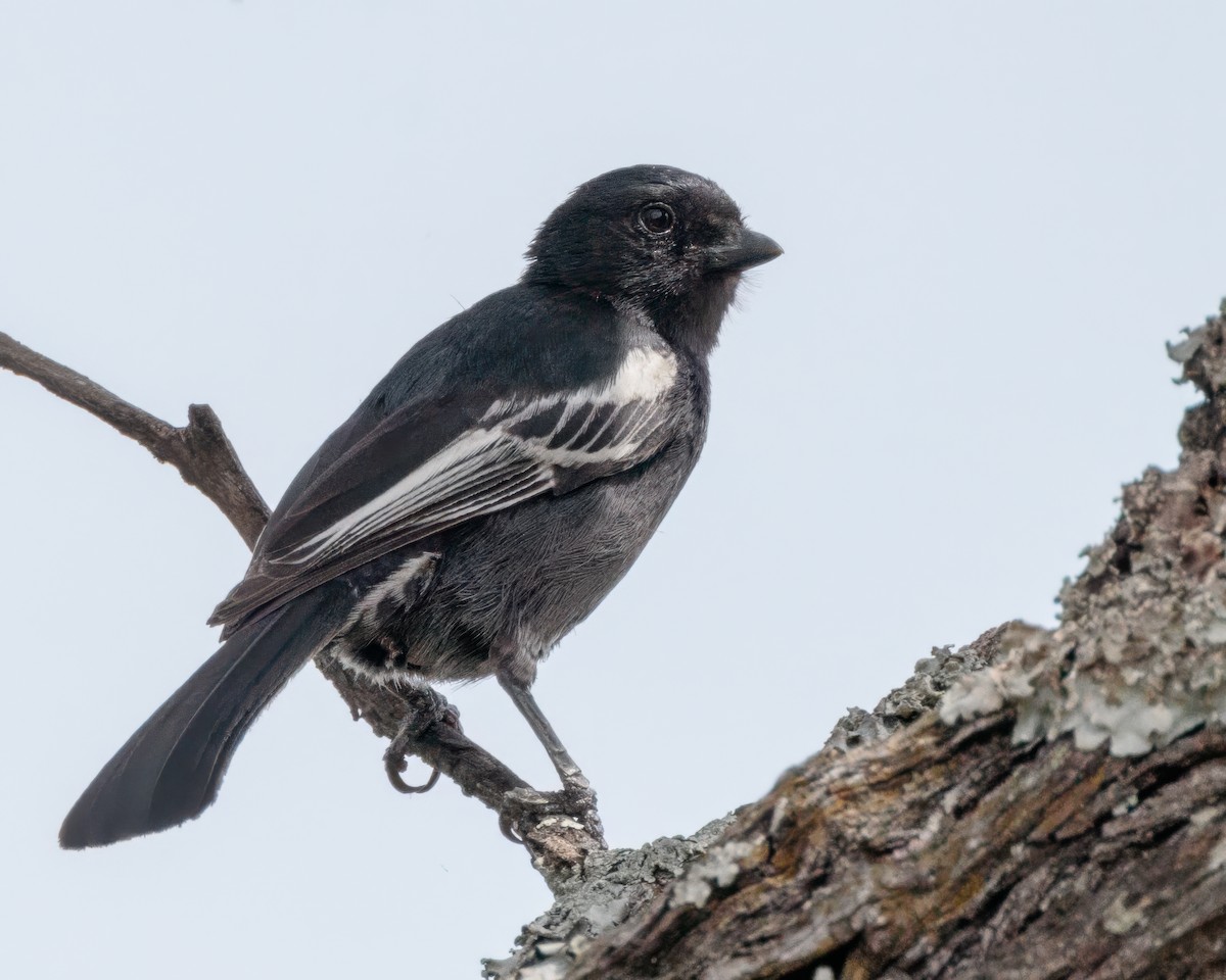 Southern Black-Tit - ML645676835
