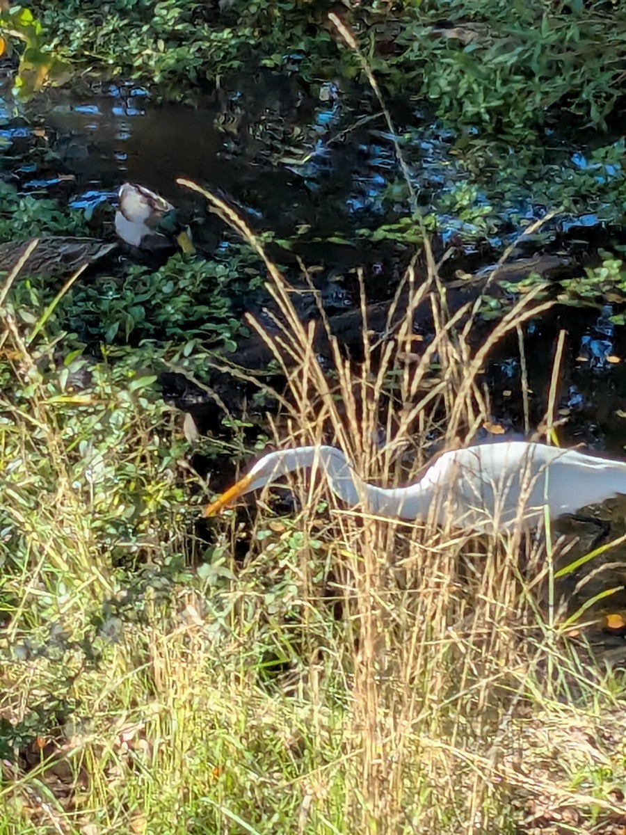 Mallard - ML645676836