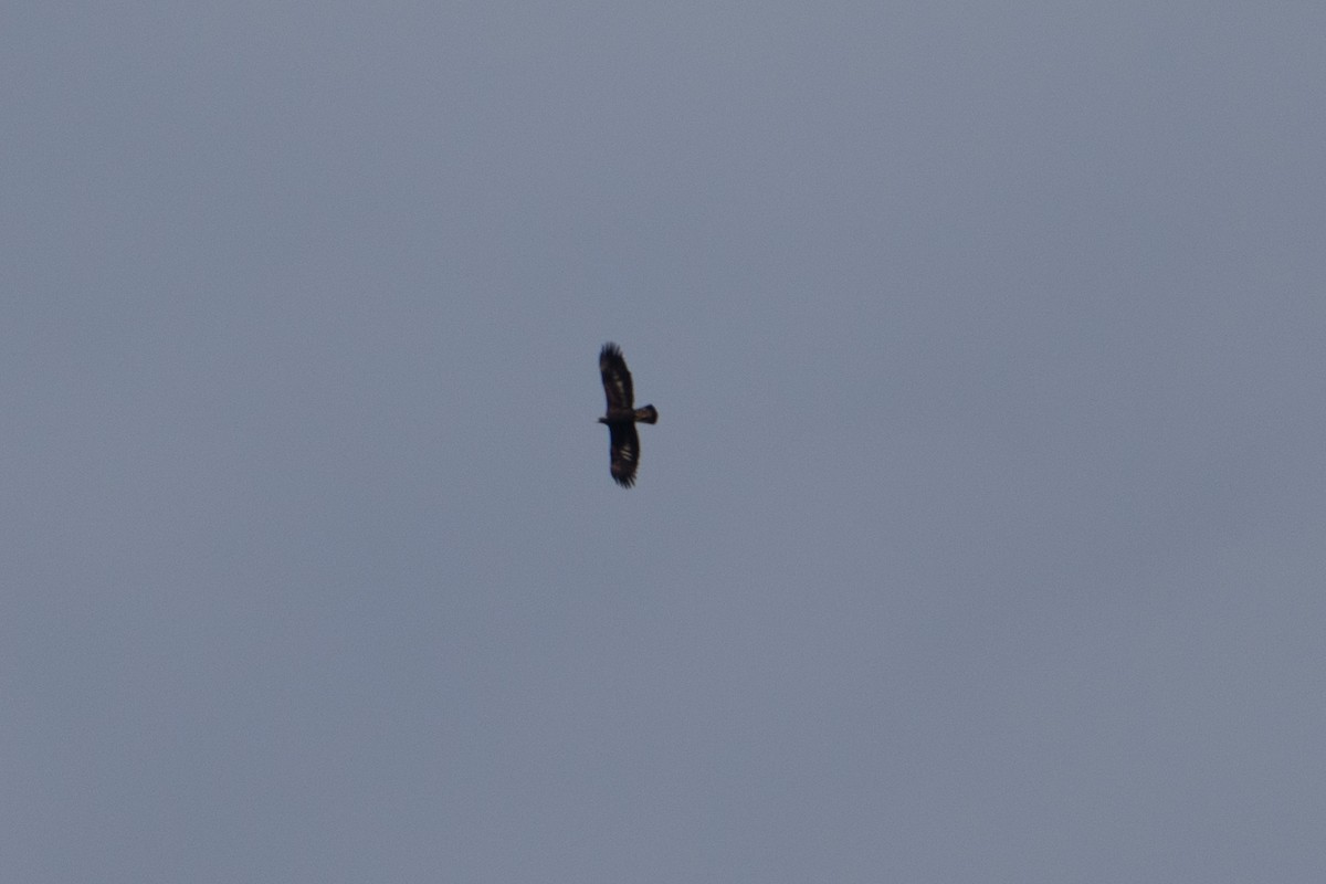 Golden Eagle - ML645676840