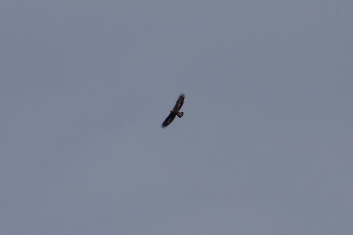 Golden Eagle - ML645676841