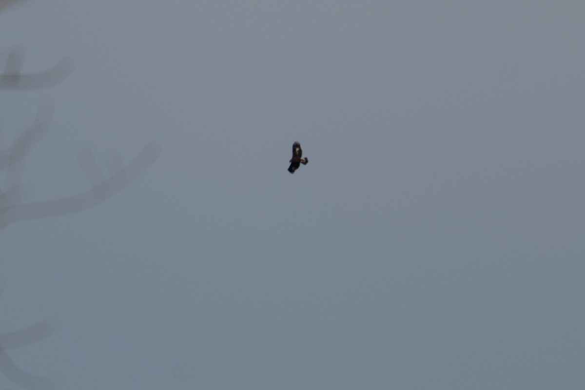 Golden Eagle - ML645676842