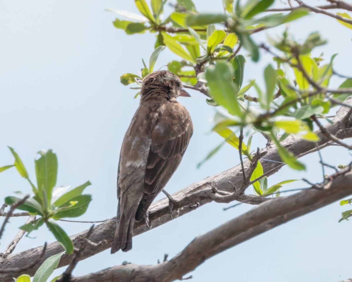 Yellow-throated Bush Sparrow - ML645676847