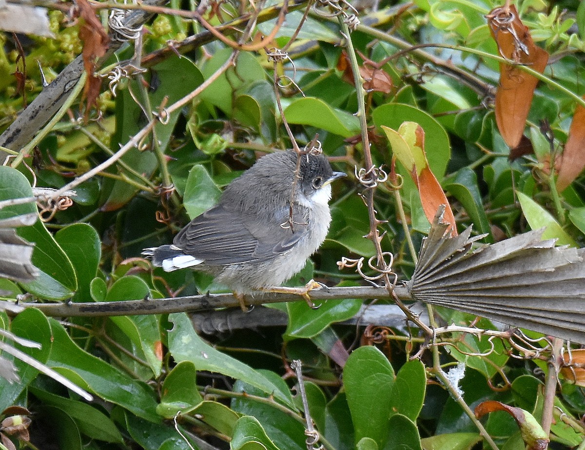 Sardinian Warbler - ML645676851