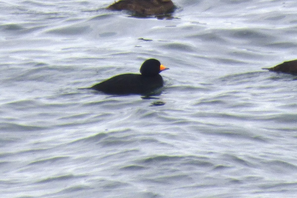 turpan žlutozobý - ML645676852