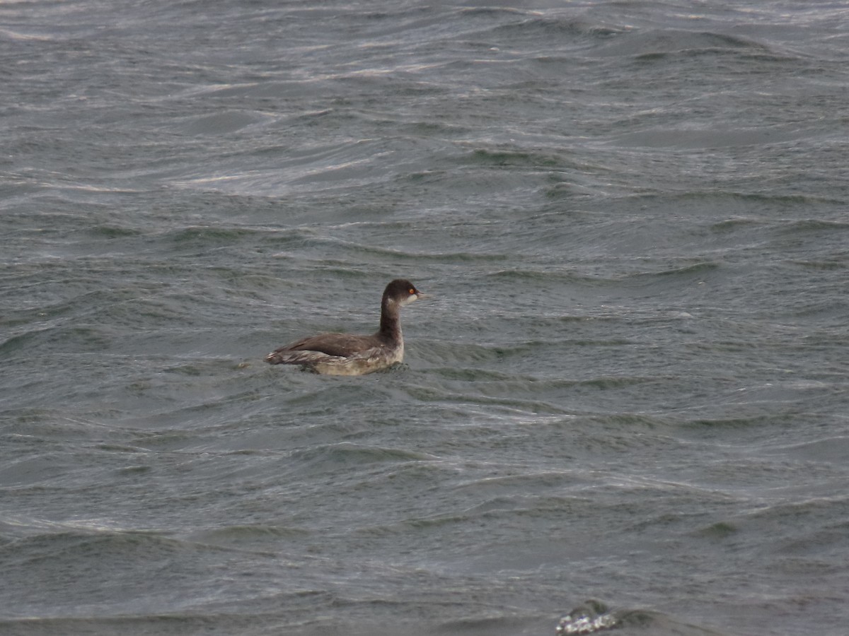 Schwarzhalstaucher - ML645676853