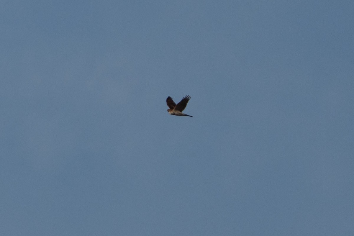 Cooper's Hawk - ML645676855