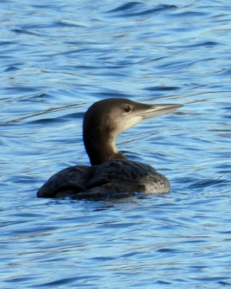 Buz Dalgıcı - ML645676860