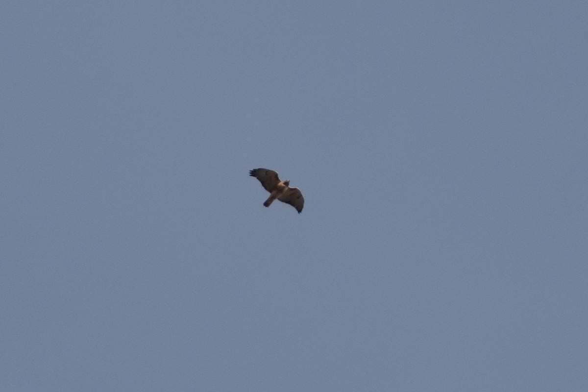 Red-tailed Hawk - ML645676870