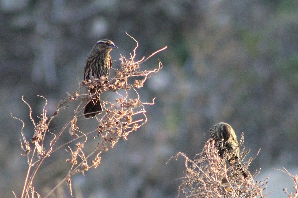 Red-winged Blackbird - ML645676873