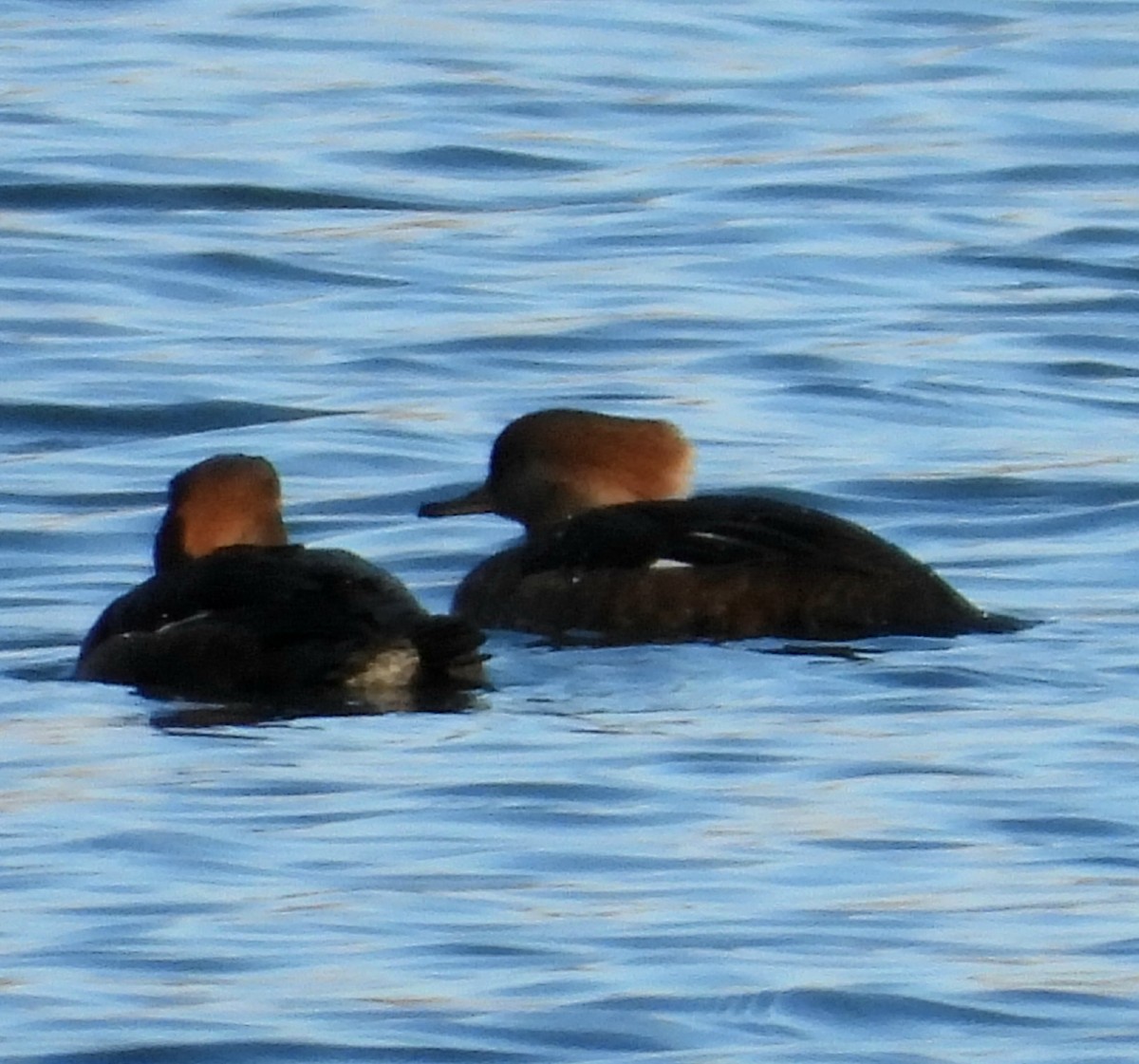 Başlıklı Tarakdiş - ML645676874