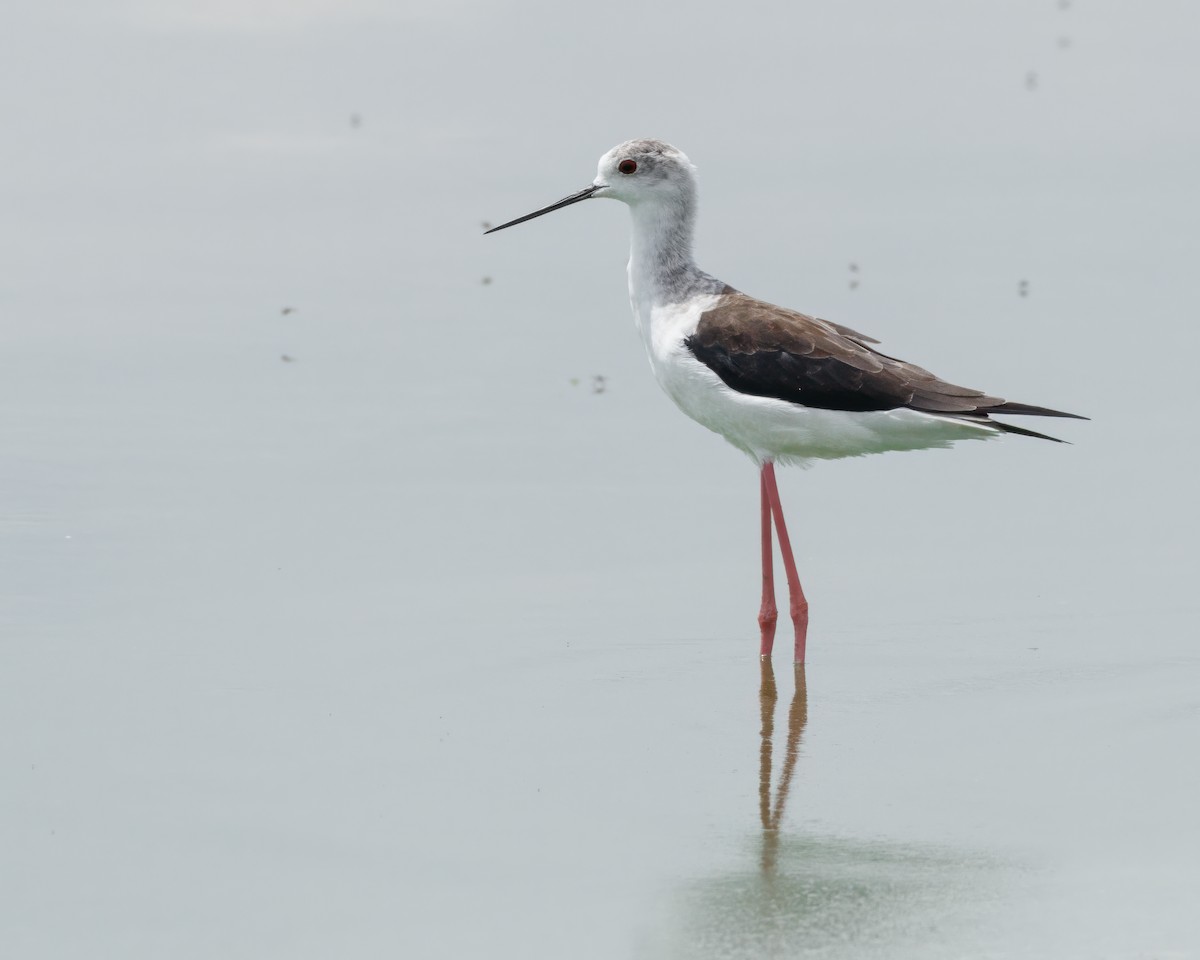 Zankaluze eurasiarra - ML645676875