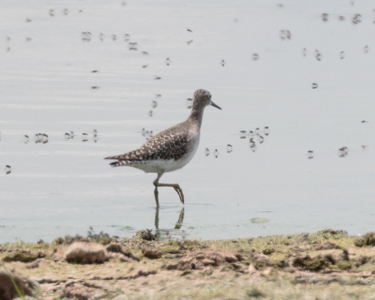 タカブシギ - ML645676888