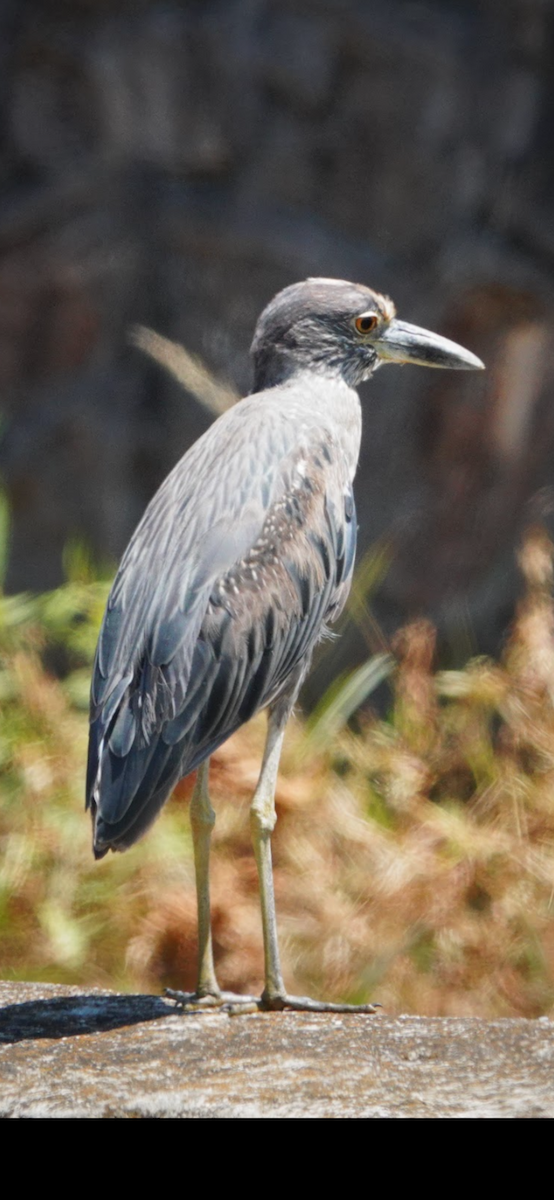 Sarı Tepeli Gece Balıkçılı - ML645676891