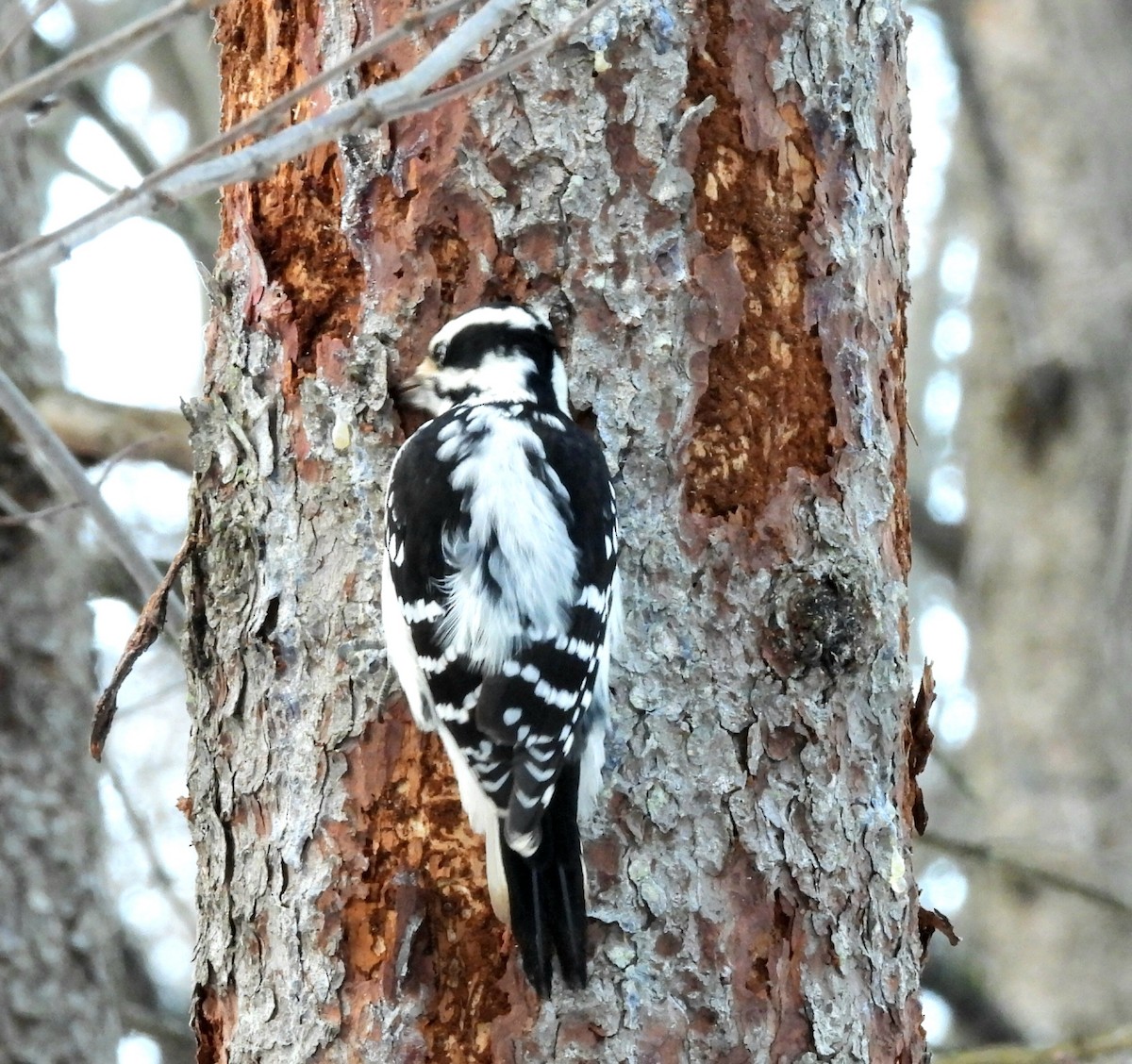 Sert Tüylü Ağaçkakan - ML645676893