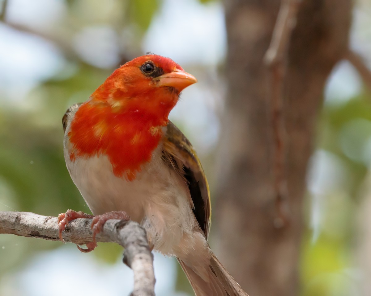 Anaplecte écarlate - ML645676901