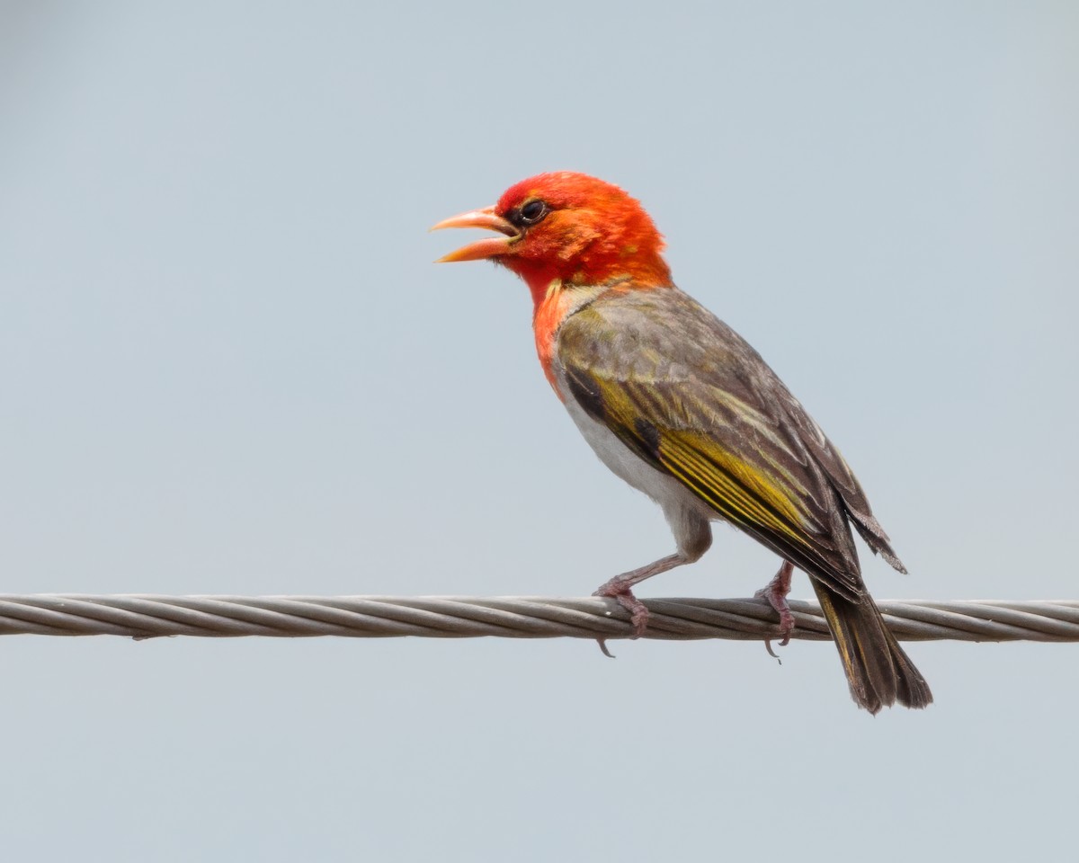 Anaplecte écarlate - ML645676902