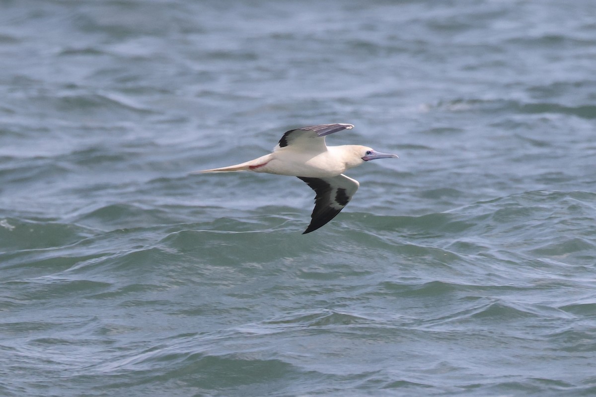 סולה אדומת-רגל - ML645676907
