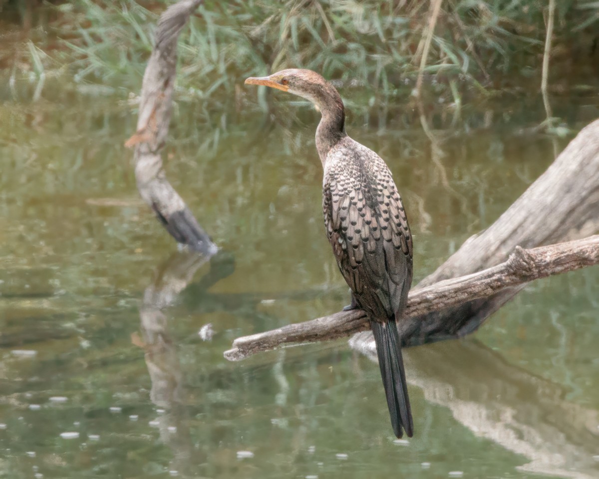 kormorán dlouhoocasý - ML645676930