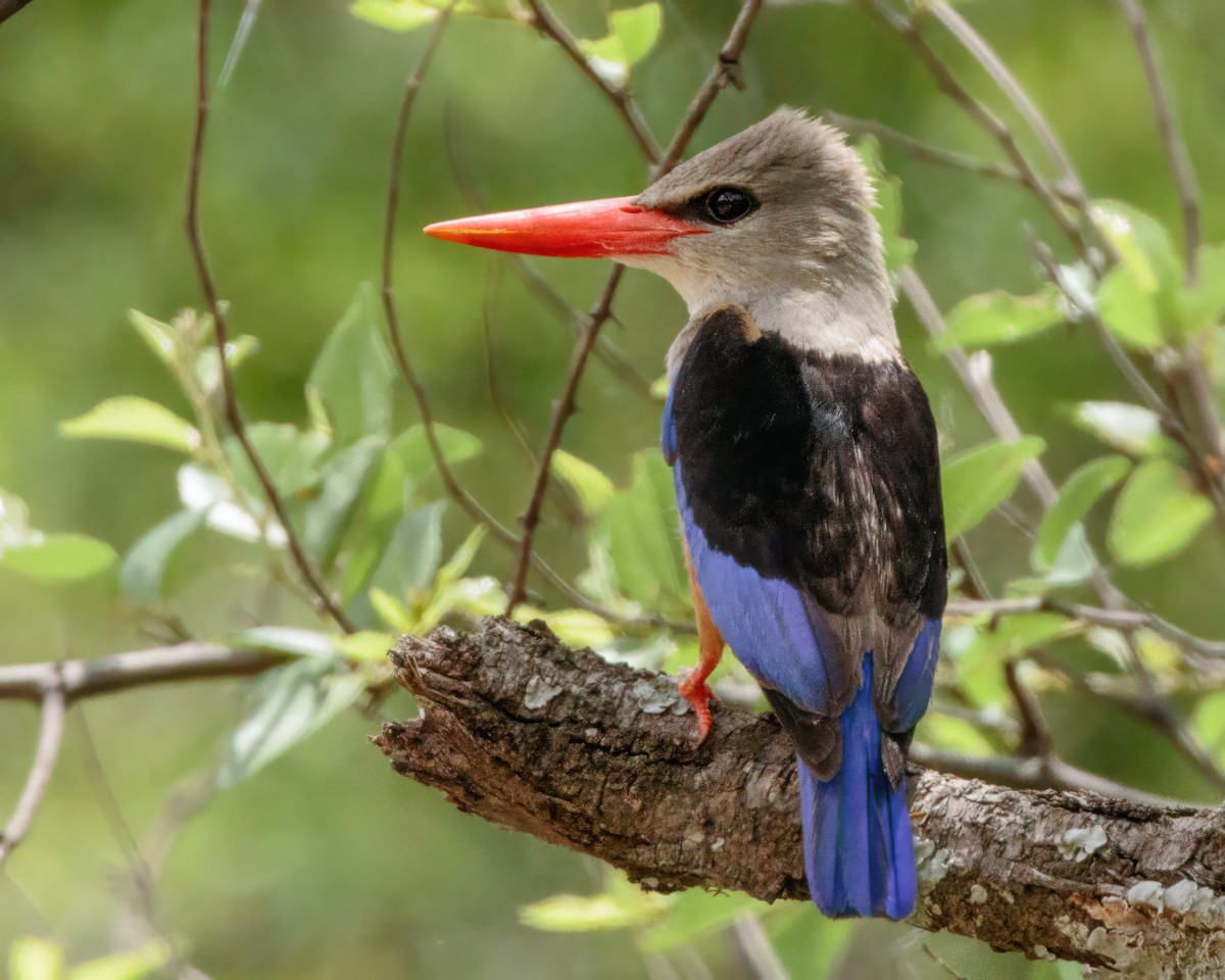 Martin-chasseur à tête grise - ML645676950