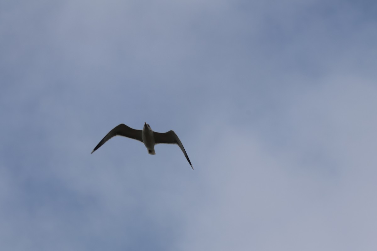 gull sp. - ML645676954