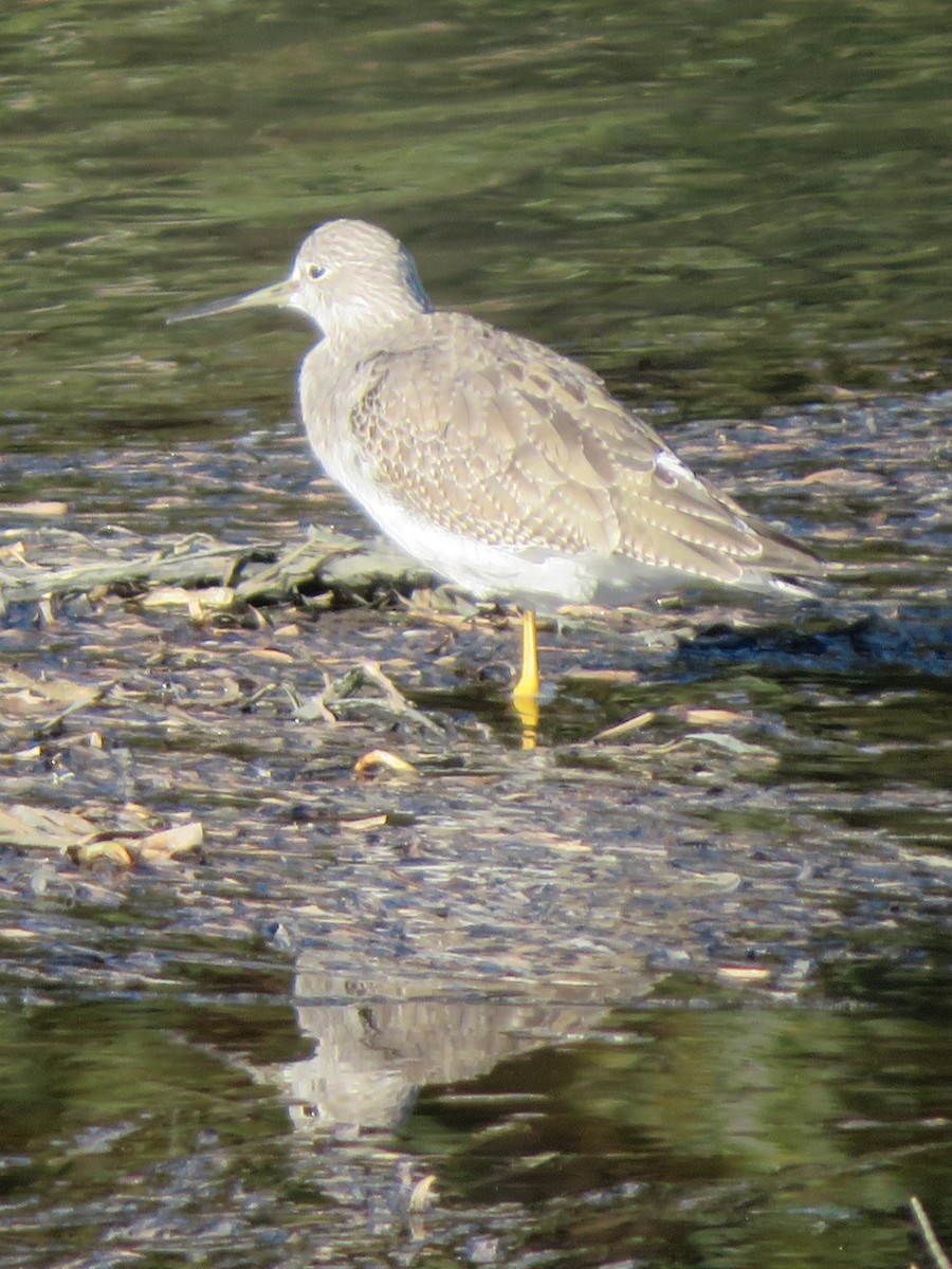 Greater Yellowlegs - ML645676956