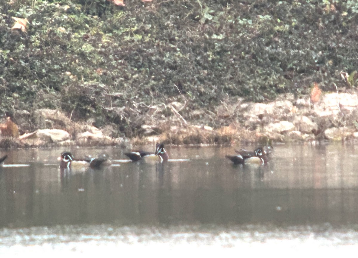 Wood Duck - ML645676957