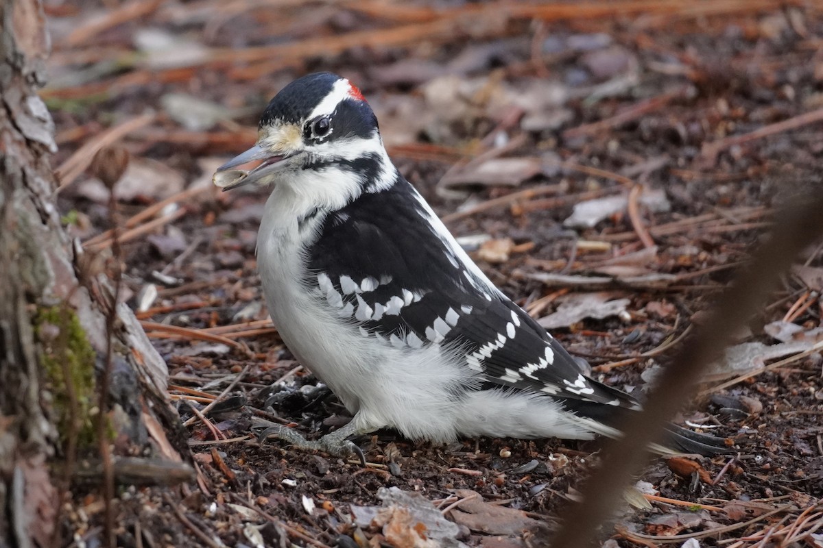 Hairy Woodpecker - ML645676966
