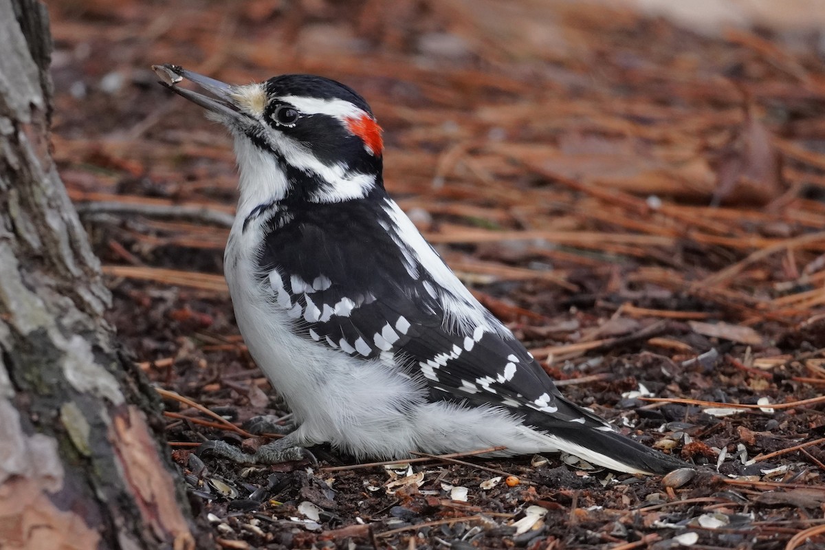 Hairy Woodpecker - ML645676967