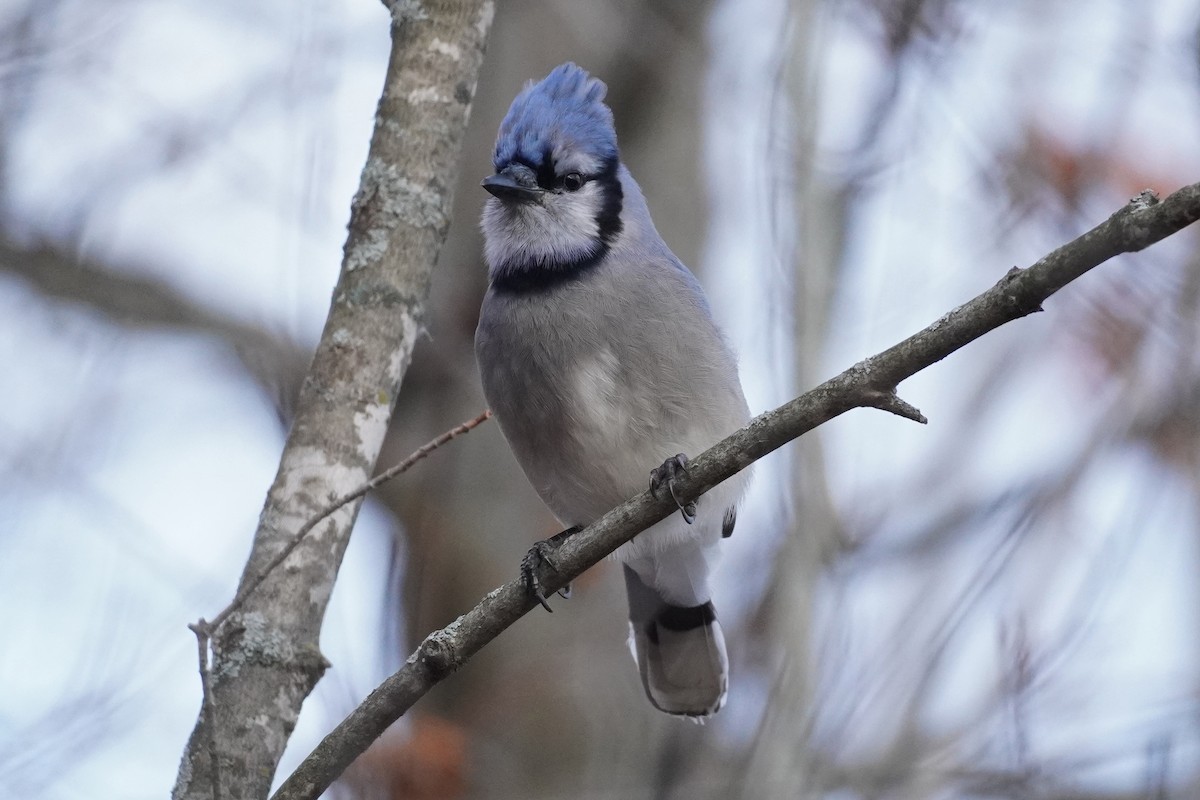 Blue Jay - ML645676970