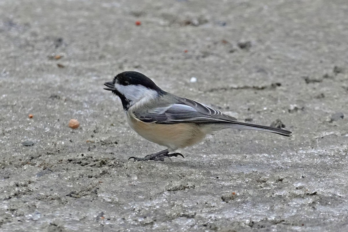 Black-capped Chickadee - ML645676975
