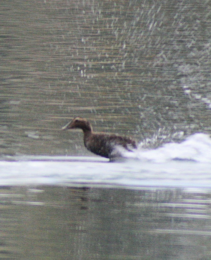 Common Eider - ML645676984