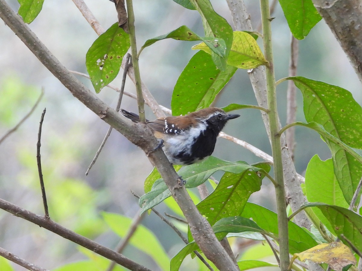 Ржавчатый муравьелов - ML645676986