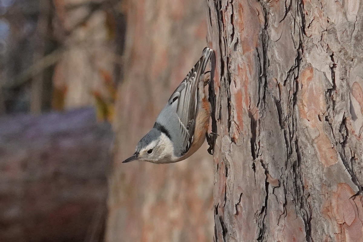 White-breasted Nuthatch - ML645676989
