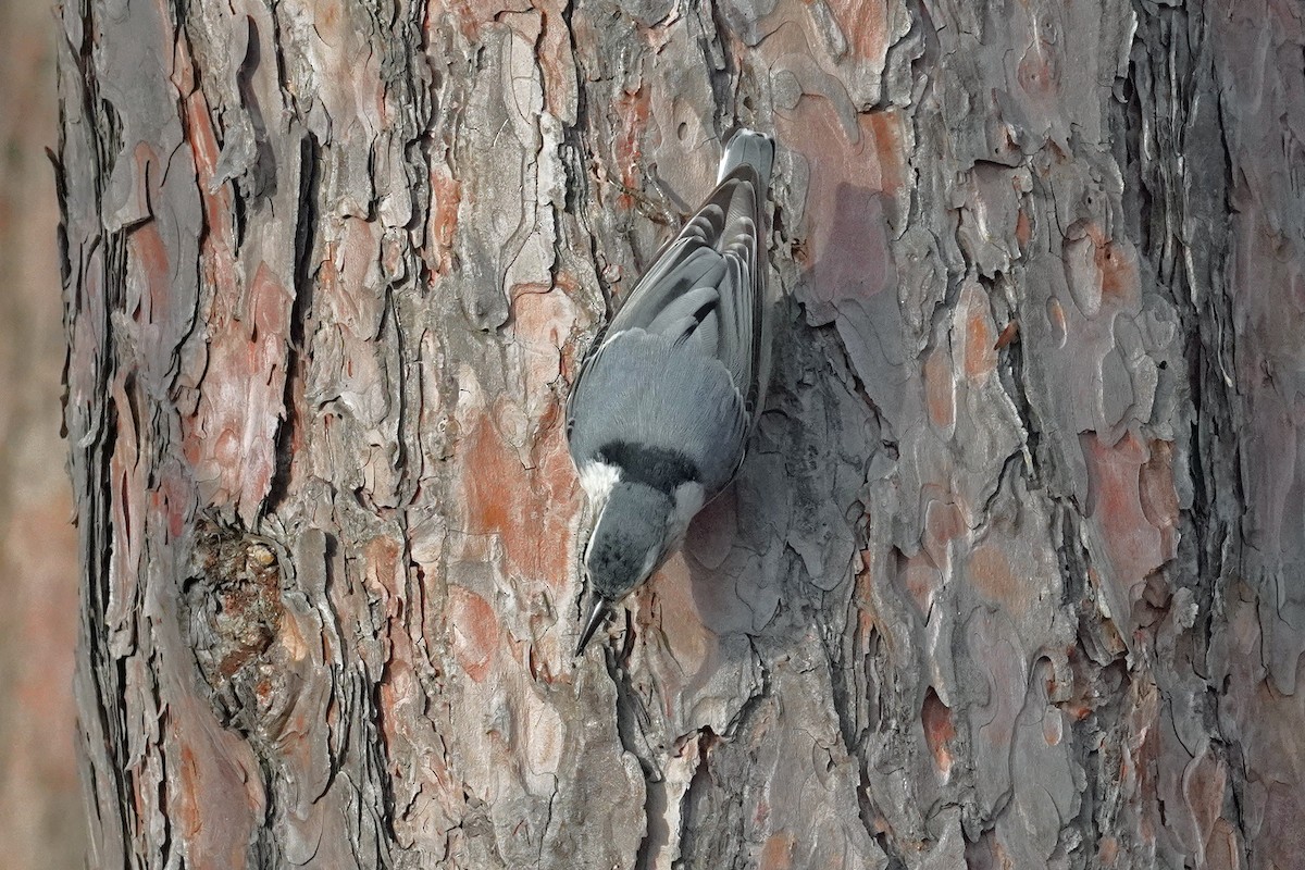 White-breasted Nuthatch - ML645676991