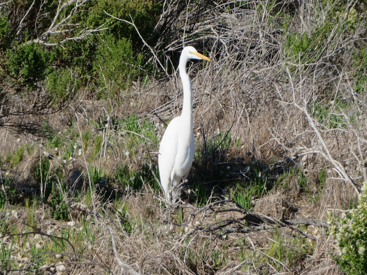 Great Egret - ML645676997