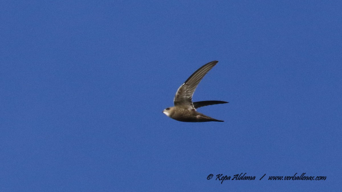 Pallid Swift - ML645677004