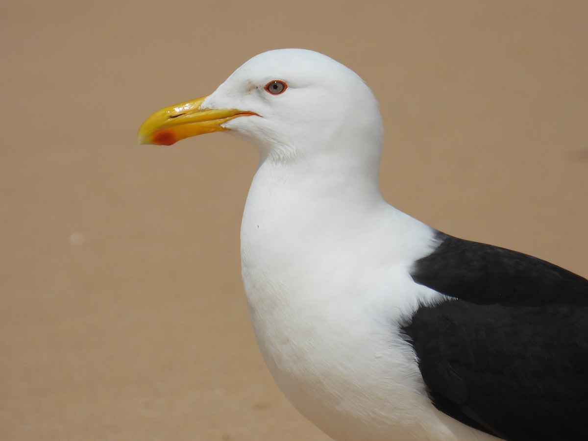 Dominikanermöwe - ML645677006