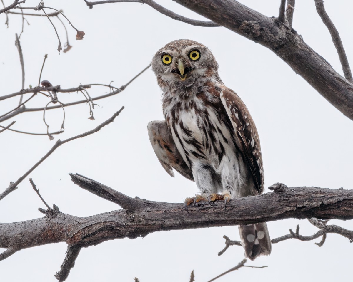 Pearl-spotted Owlet - ML645677009