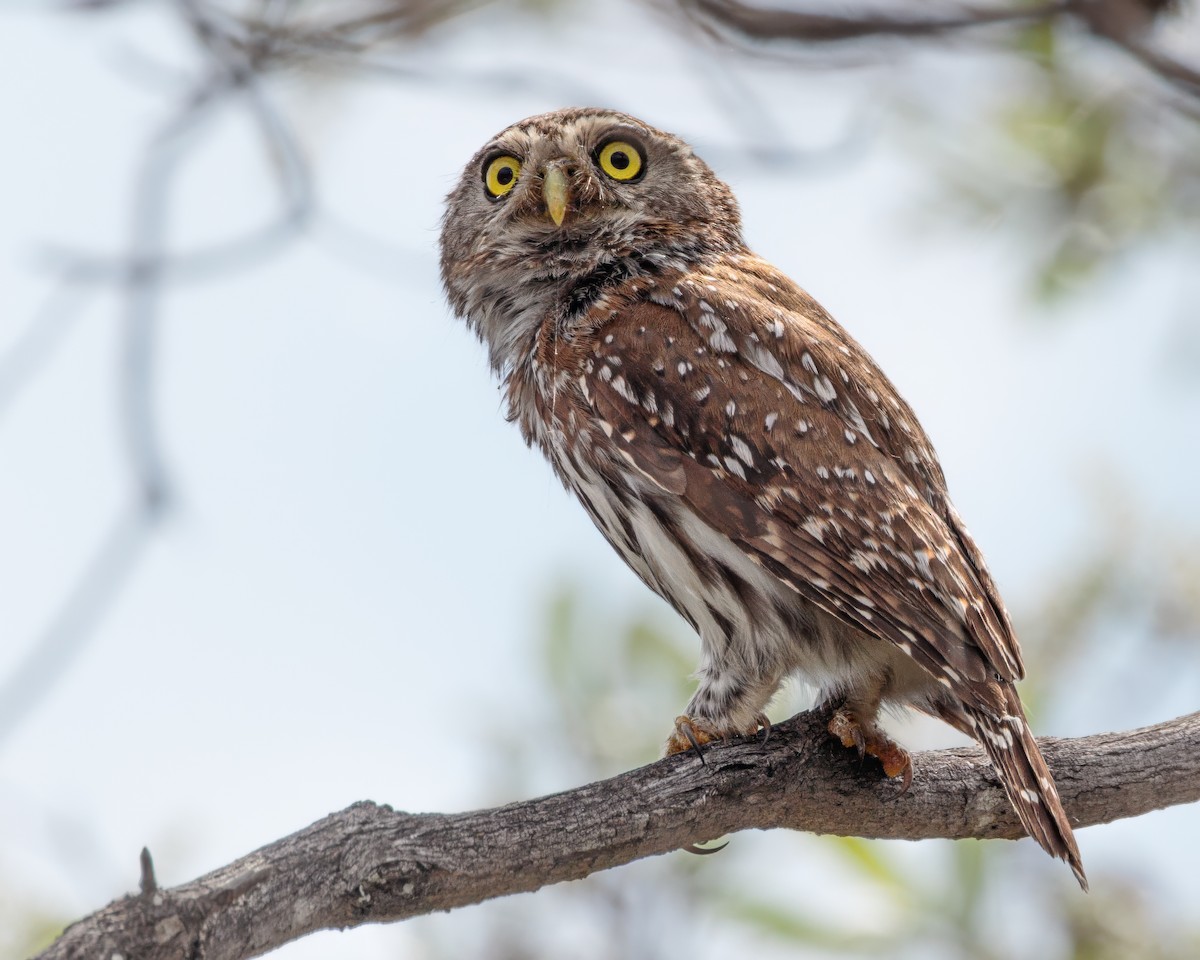 Pearl-spotted Owlet - ML645677010
