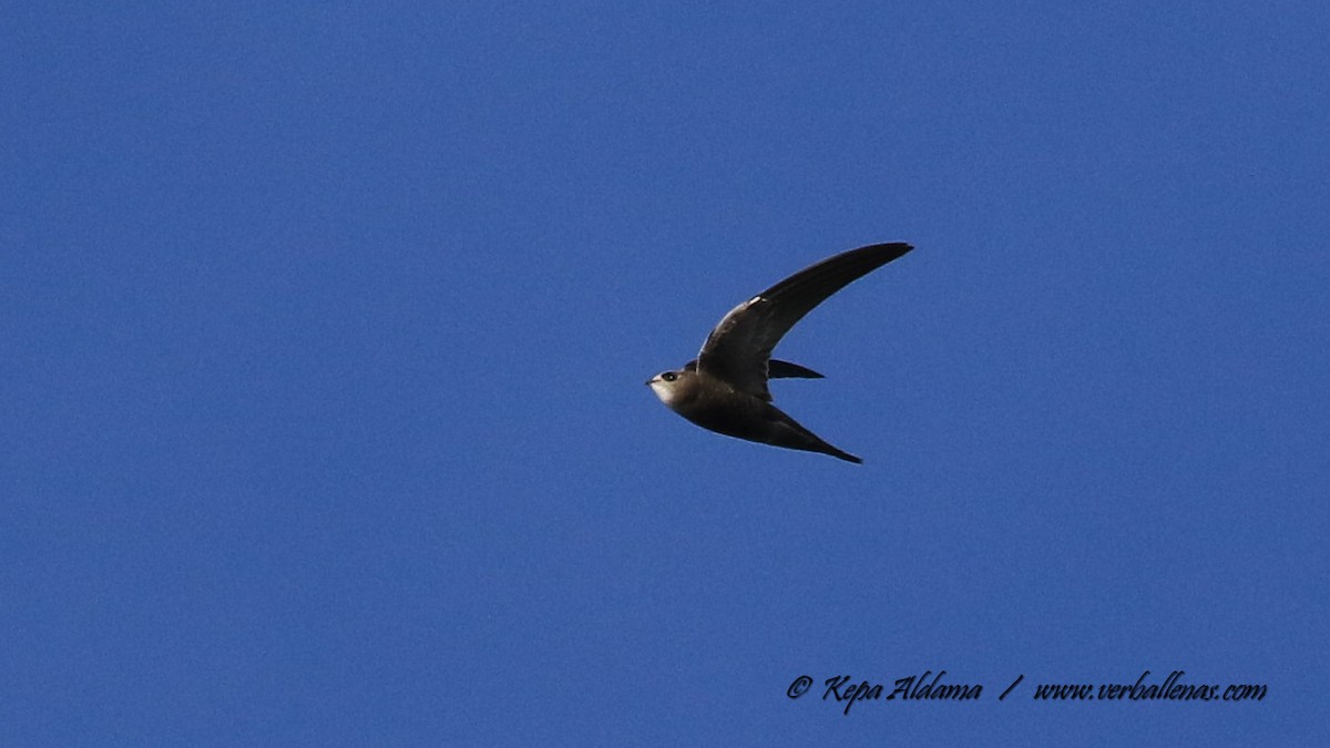 Pallid Swift - ML645677012