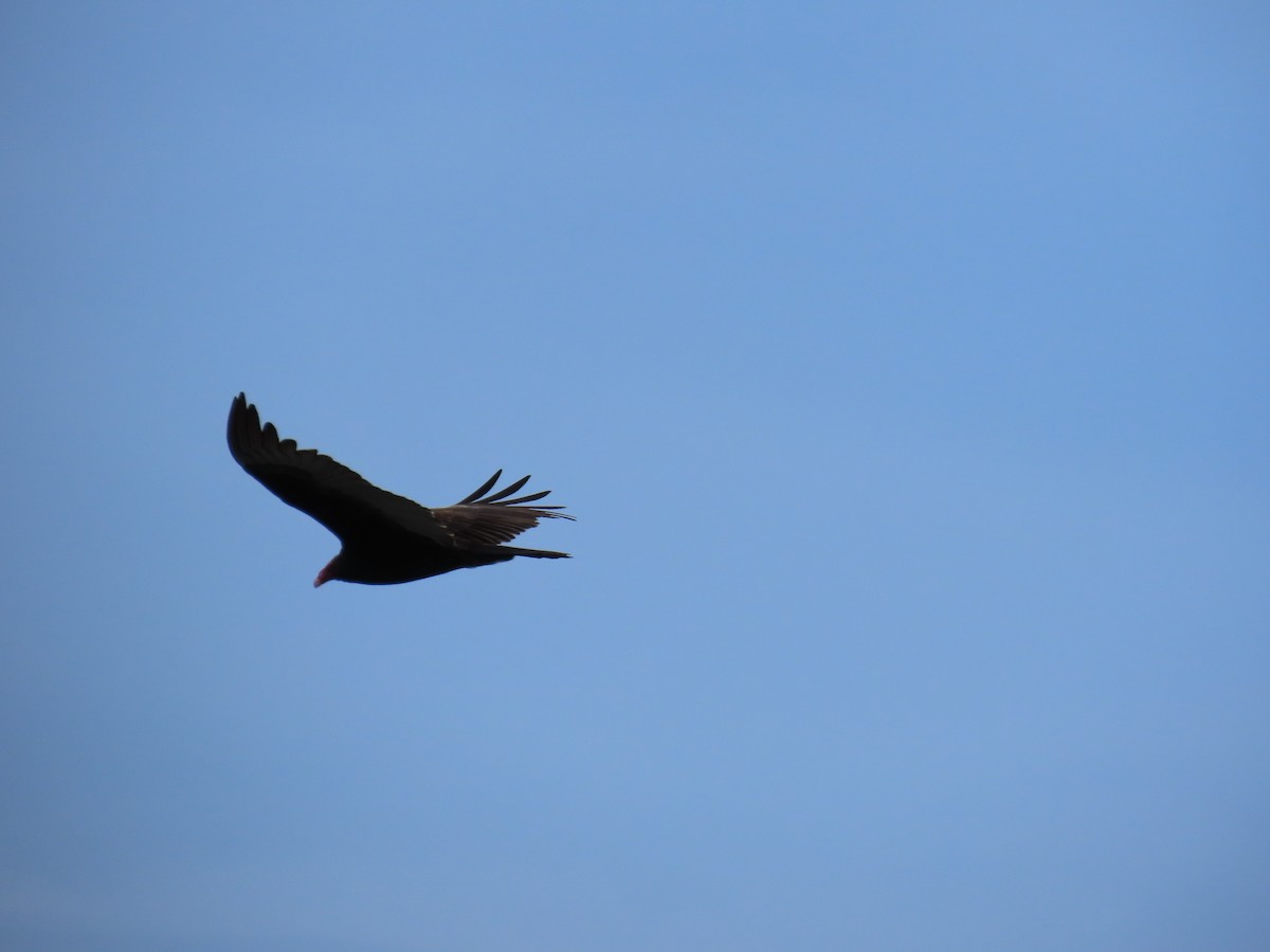 Truthahngeier - ML645677015