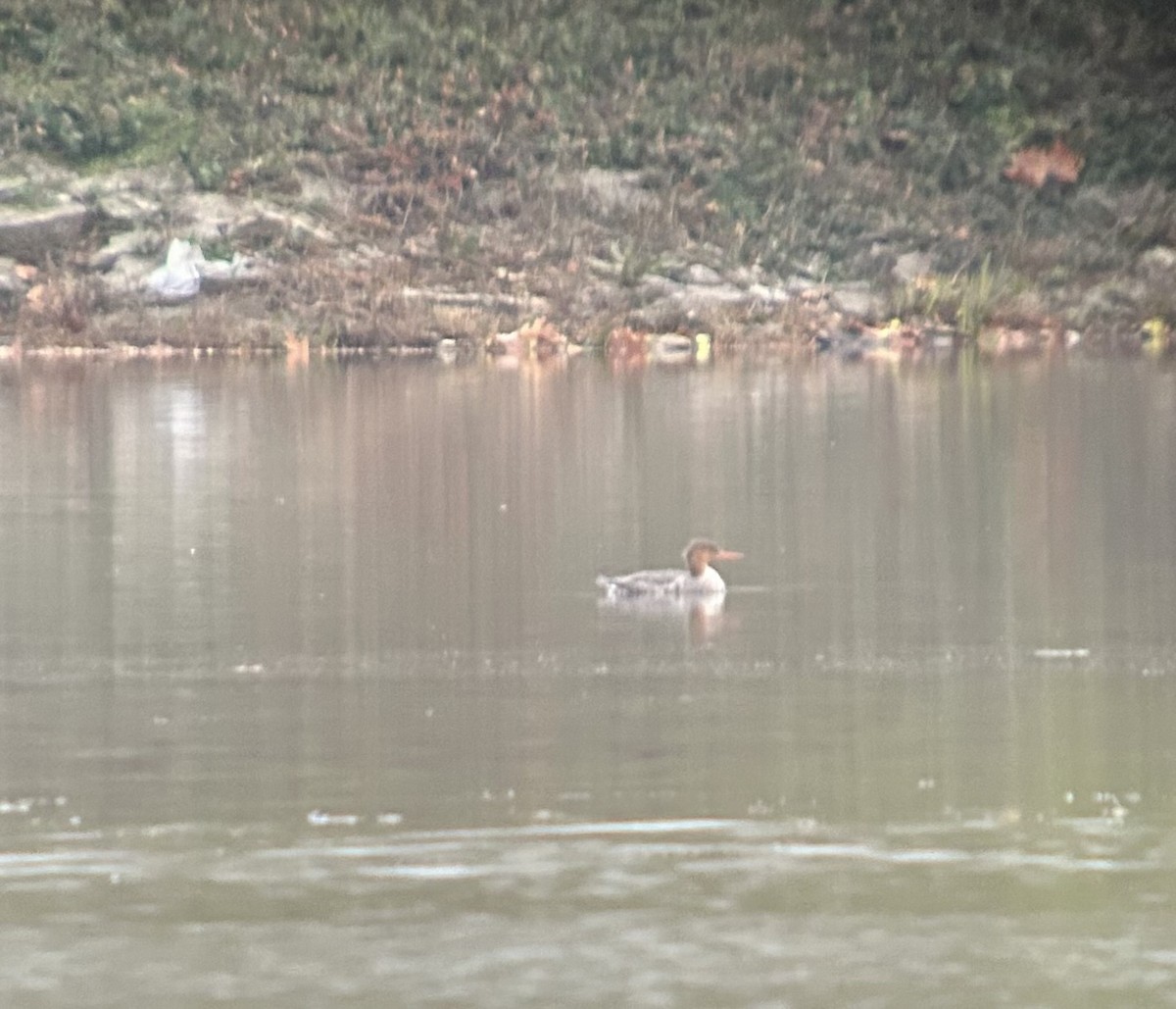 Red-breasted Merganser - ML645677016