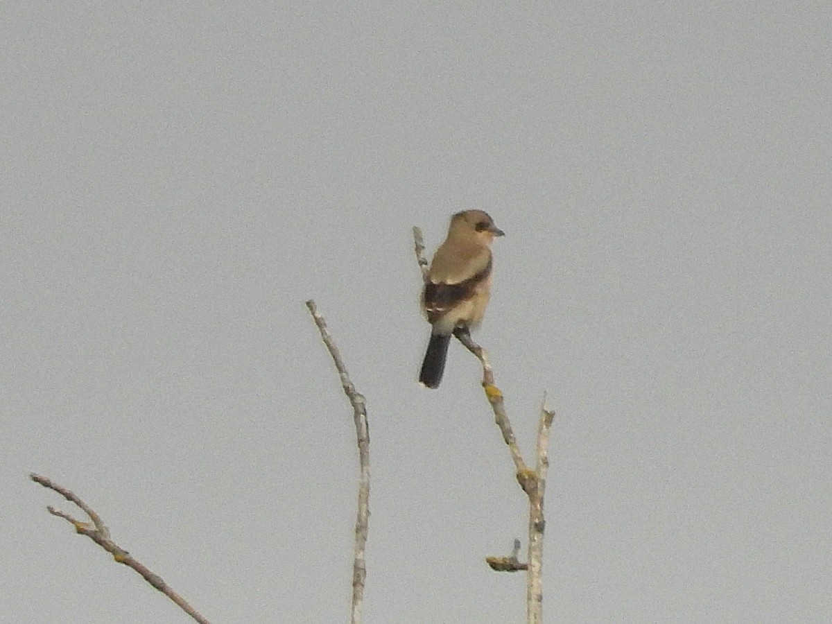 Taigaraubwürger - ML645677022