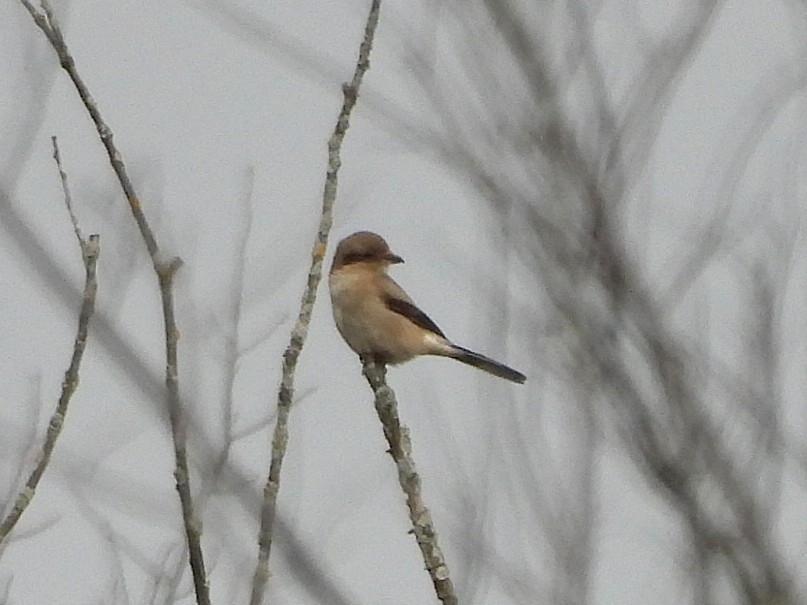 Taigaraubwürger - ML645677023